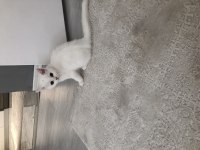 4,5 aylık british longhair yavrumuz