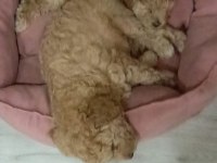 Minik köpeklerim