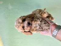 Toy Poodle A Kalite Tüm İllere Gönderim