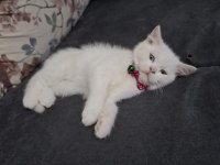 Cins kedi biritichsahibinden çok oyuncuysam bir maskot