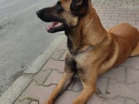Kaliteli Enik Belçika Kurdu