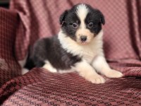 Border collie bebeklerimiz ruhsatlı çiftlikten