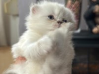 Masal Gibi 2 British Longhair Yavru Yeni Yuvasını