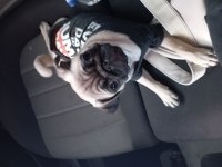 5 aylık dişi pug
