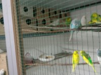 Kaliteli muhabbet kuşu isteyenler