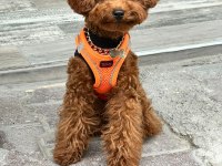 6 AYLIK TOY POODLE ERKEK