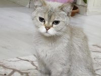DÜNYA TATLISI BRİTİSH SHORTHAİR