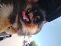 Aşılı karneli çipli erkek pomeranian yavrumuz