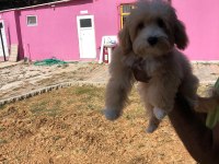 SEVİMLİ MALTİPOO YAVRULARIMIZ RUHSATLI ÜRETİM