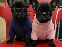 ÜST KALİTE SİYAH İNCİ FRENCH BULLDOG YAVRULAR