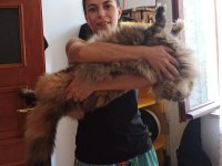 XXL dev cüsse aşılar şecere pasaport mikroçip dahil kedimiz