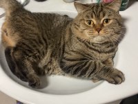 British shorthair kedilerim sahiplendirilecektir