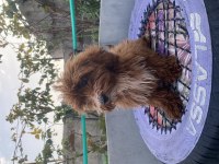 14 ŞUBAT DOĞUMLU RED ERKEK MALTIPOO