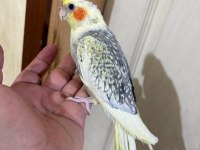 63 günlük kusursuz sultan bebek