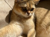 British shorthair kızımıza yuva arıyoruz