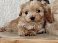 Anne maltese baba cocker
