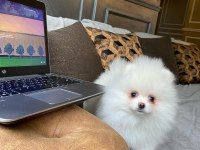 Pomeranian Boo Yavruları 