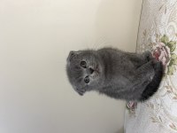 50 günlük yavru scottish fold