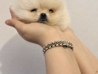 Pomeranian Boo Yavrusu