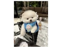 Pomeranian boo
