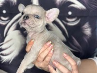 TR’NİN EN BÜYÜK FRENCH BULLDOG ÇİFTLİĞİNDEN