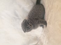 Safkan scottish fold kardeşler