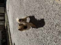 Pomeranian 4 aylık