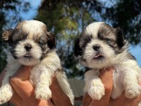 Shih tzu şitsu yavrular