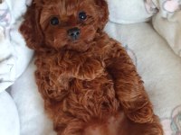 Kore Teacup Poodle Yavrularımız