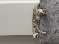 3 Yaşında Scottish Fold Dişi