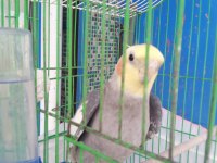 12 kelimesi net konuşan sultan papağanı