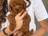 TOY POODLE BEBEKLERİ