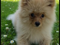 5 Aylık pomeranian boo