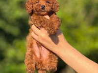 Teacup Korea Poodle Kg Garantili Wc Egitimli
