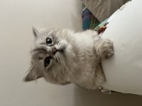 British Longhair Kedimiz