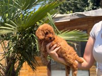 Red Toy Poodle Yavrular