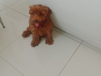 Toy poodle bebekler