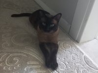 Siyam kedisi 3 yaşında erkek