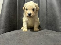 Maltipoo Adrese Teslim, Kapıda Ödeme Yapabilirsiniz