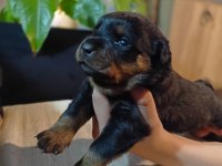 Şecereli Rottweiler bebeklerim