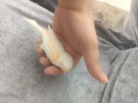 Çok güzel renklere sahip mozaik kanarya takım