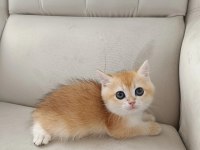 Son Kalan british shorthair golden blue