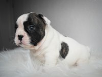French Bulldog yavrularımız