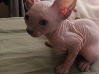 Sphynx 20 Mayıs Doğumlu Oğlanlar