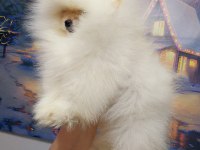 Pomeranian Boo Bebekler