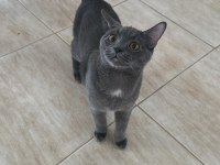 Ücretsiz British Longhair Afacan Oğlum Tokyo