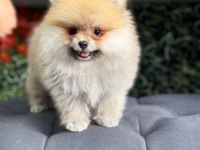 Üretim çiftliğinden orjinal pomeranian boo