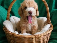 MALTİPOO MINIK MI MINIKLER