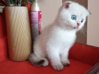 Scottish fold 55 günlük kedimiz