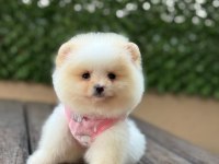 Pomeranian teddy face yavrular